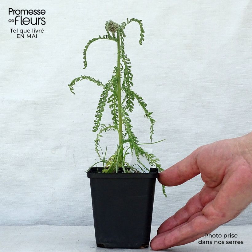 Exemplar von Achillea millefolium Saucy Seduction - Gemeine Schafgarbe Kleine Töpfe von 8/9 cm wie im Frühjahr geliefert