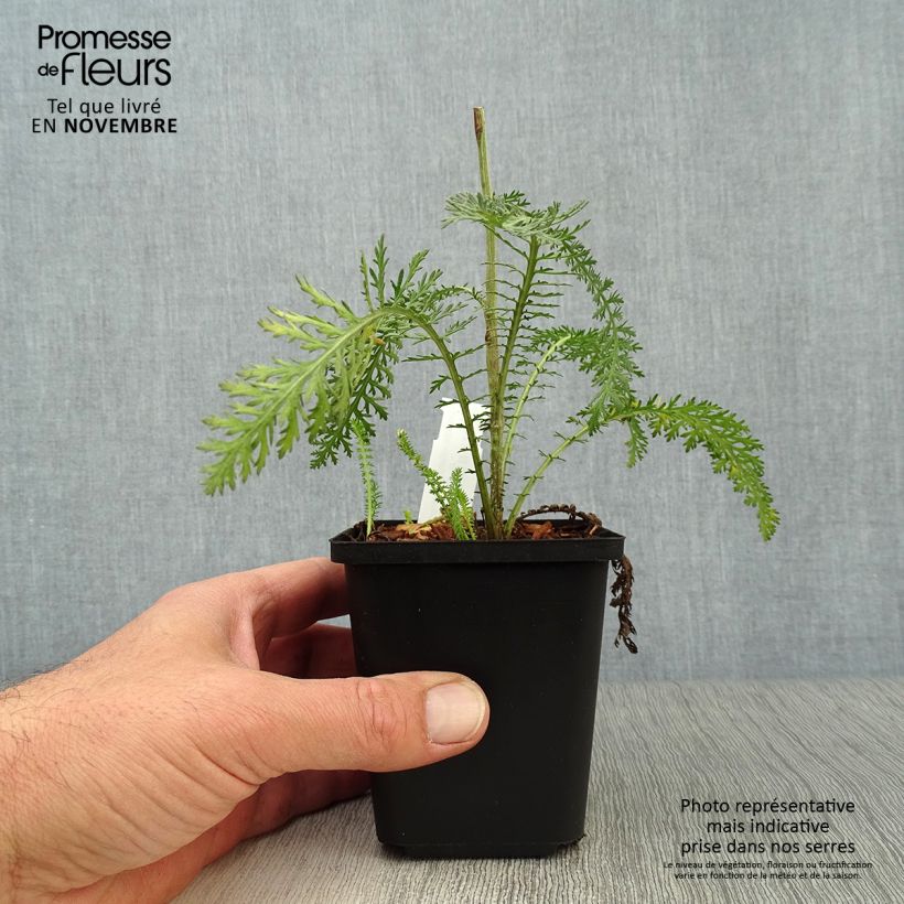 Exemplar von Achillea millefolium Terracotta - Gemeine Schafgarbe Kleine Töpfe von 8/9 cm wie im Herbst geliefert