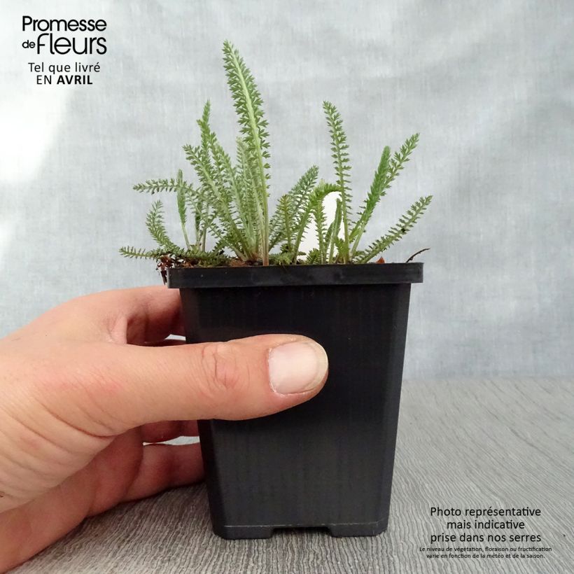 Exemplar von Achillea millefolium Terracotta - Gemeine Schafgarbe Kleine Töpfe von 8/9 cm wie im Frühjahr geliefert