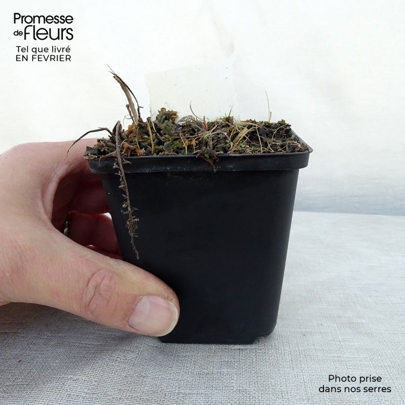 Exemplar von Achillea millefolium Velours - Gemeine Schafgarbe Kleine Töpfe von 8/9 cm wie im Winter geliefert