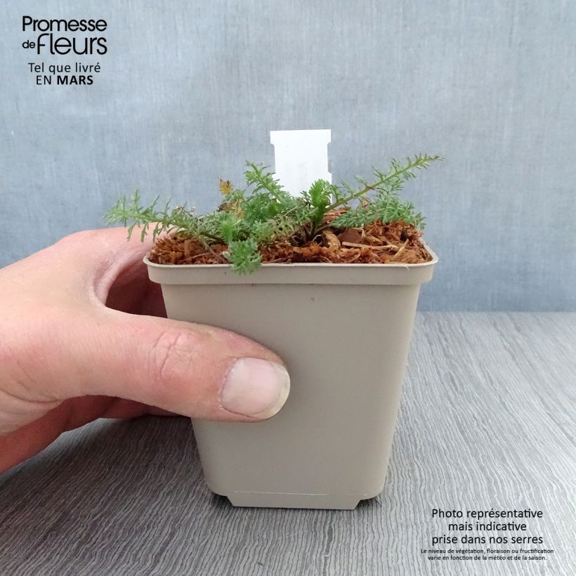 Exemplar von Achillea millefolium Velours - Gemeine Schafgarbe Kleine Töpfe von 8/9 cm wie im Frühjahr geliefert