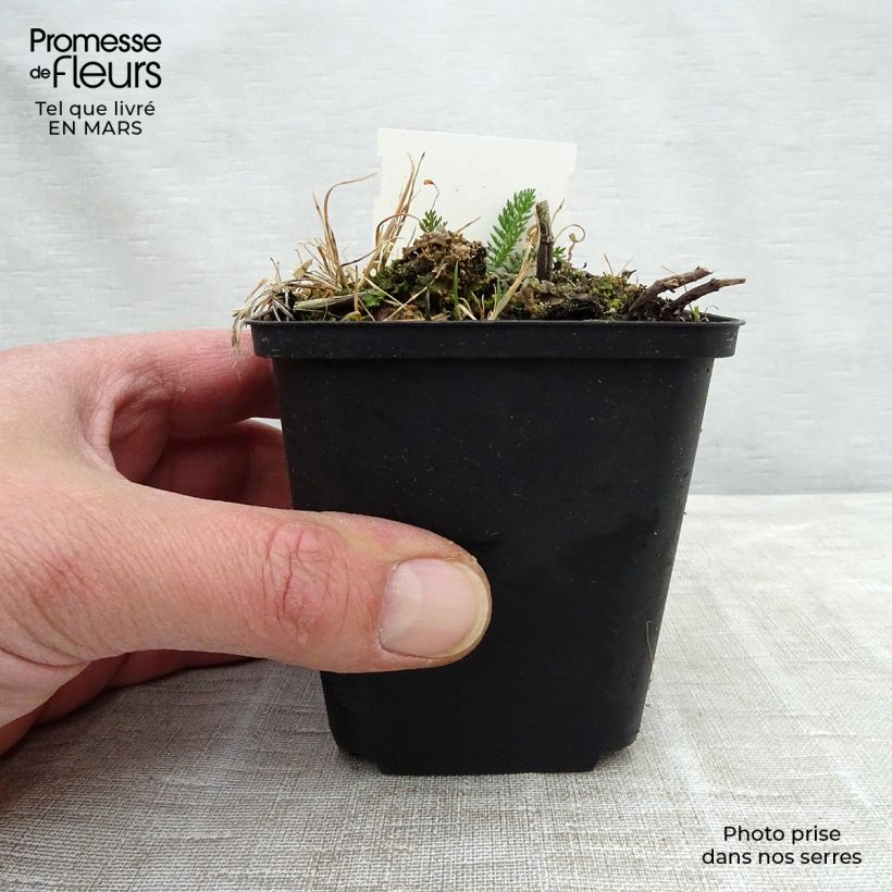 Exemplar von Achillea millefolium Mondpagode - Gemeine Schafgarbe Kleine Töpfe von 8/9 cm wie im Frühjahr geliefert