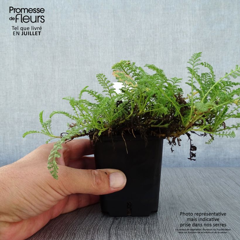 Exemplar von Achillea odorata - Duftende Schafgarbe Kleine Töpfe von 8/9 cm wie im Sommer geliefert