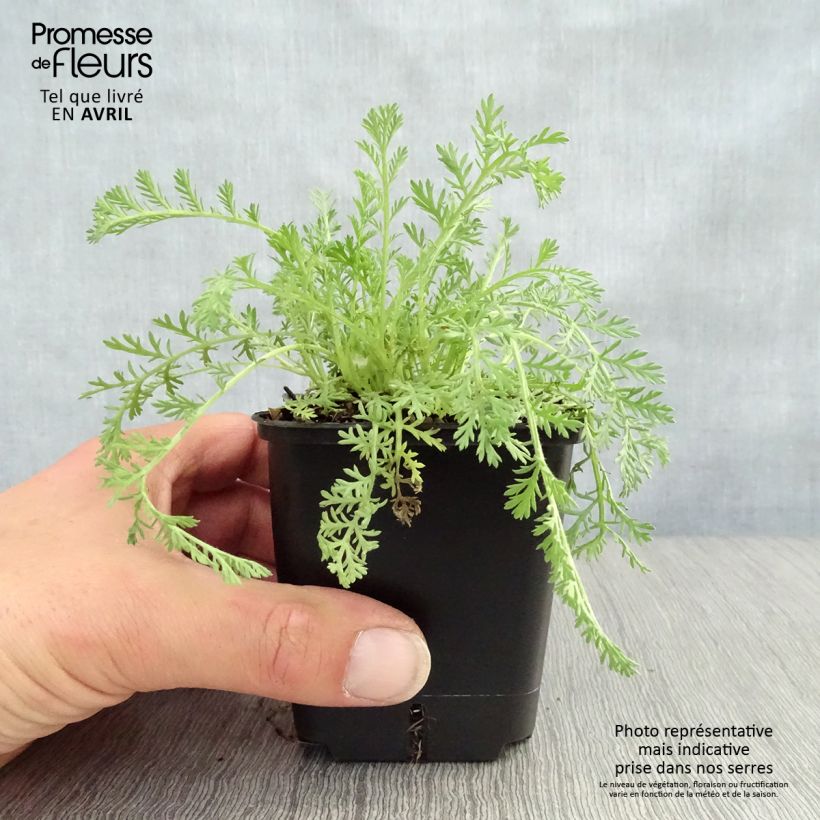 Exemplar von Achillea odorata - Duftende Schafgarbe Kleine Töpfe von 8/9 cm wie im Frühjahr geliefert