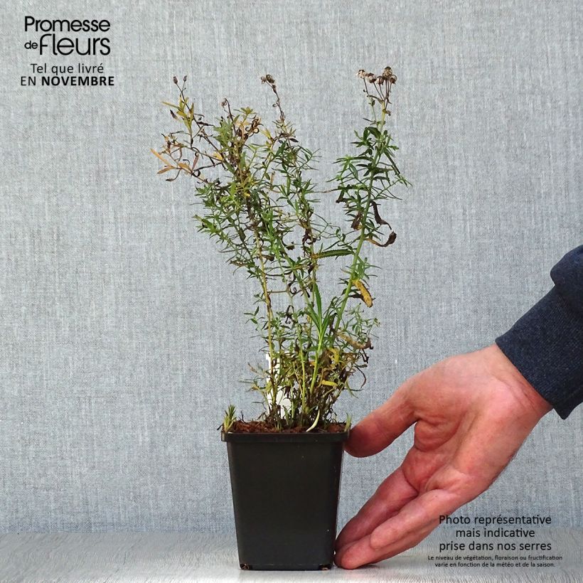 Exemplar von Achillea ptarmica The Pearl - Sumpf-Schafgarbe Kleine Töpfe von 8/9 cm wie im Herbst geliefert