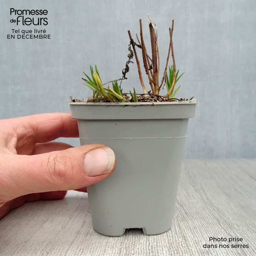 Exemplar von Achillea ptarmica The Pearl - Sumpf-Schafgarbe Kleine Töpfe von 8/9 cm wie im Winter geliefert