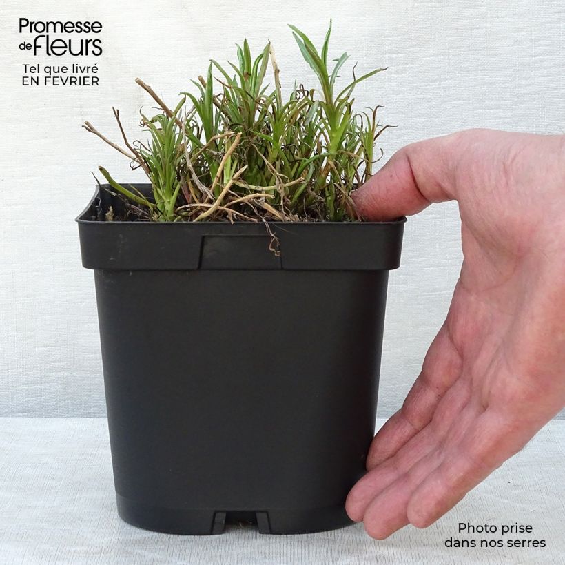 Exemplar von Achillea ptarmica The Pearl - Sumpf-Schafgarbe Topf mit 2L/3L wie im Winter geliefert