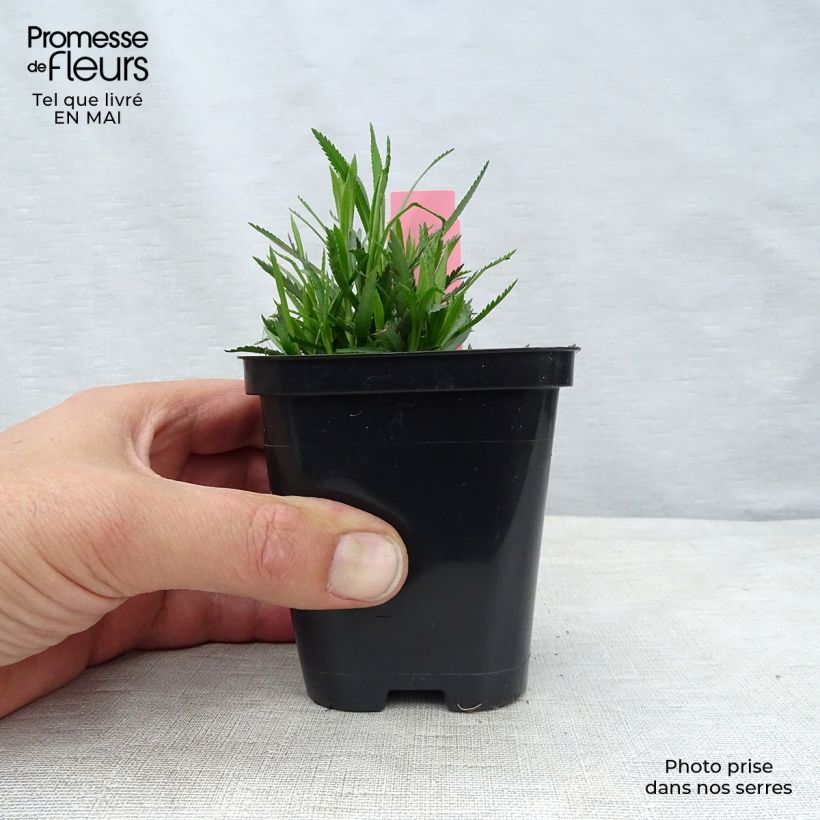 Exemplar von Achillea ptarmica The Pearl - Sumpf-Schafgarbe Kleine Töpfe von 8/9 cm wie im Frühjahr geliefert