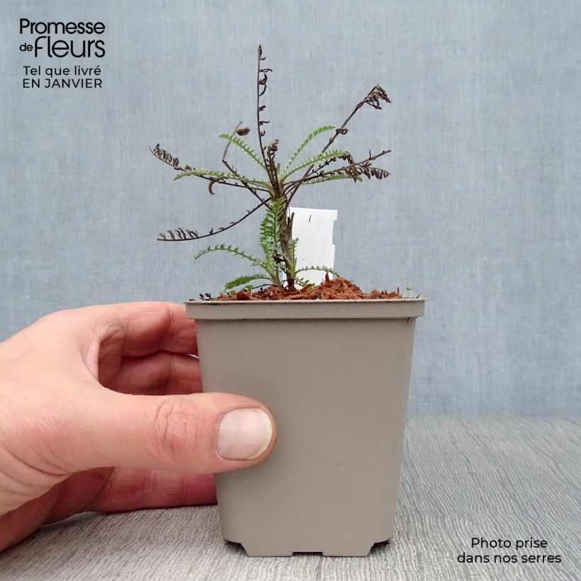 Exemplar von Achillea taygetea - Schafgarbe Kleine Töpfe von 8/9 cm wie im Winter geliefert