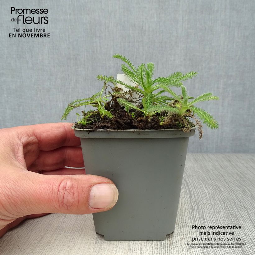 Exemplar von Achillea tomentosa - Filzige Schafgarbe Kleine Töpfe von 8/9 cm wie im Herbst geliefert