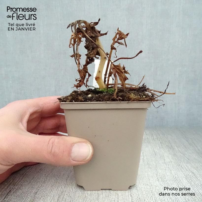 Exemplar von Aconitum Purple Sparrow - Eisenhut Kleine Töpfe von 8/9 cm wie im Winter geliefert