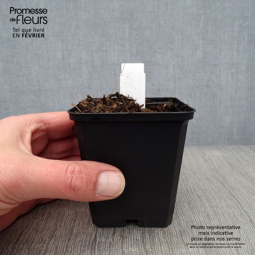 Exemplar von Aconitum henryi Spark s Variety - Eisenhut Kleine Töpfe von 8/9 cm wie im Winter geliefert