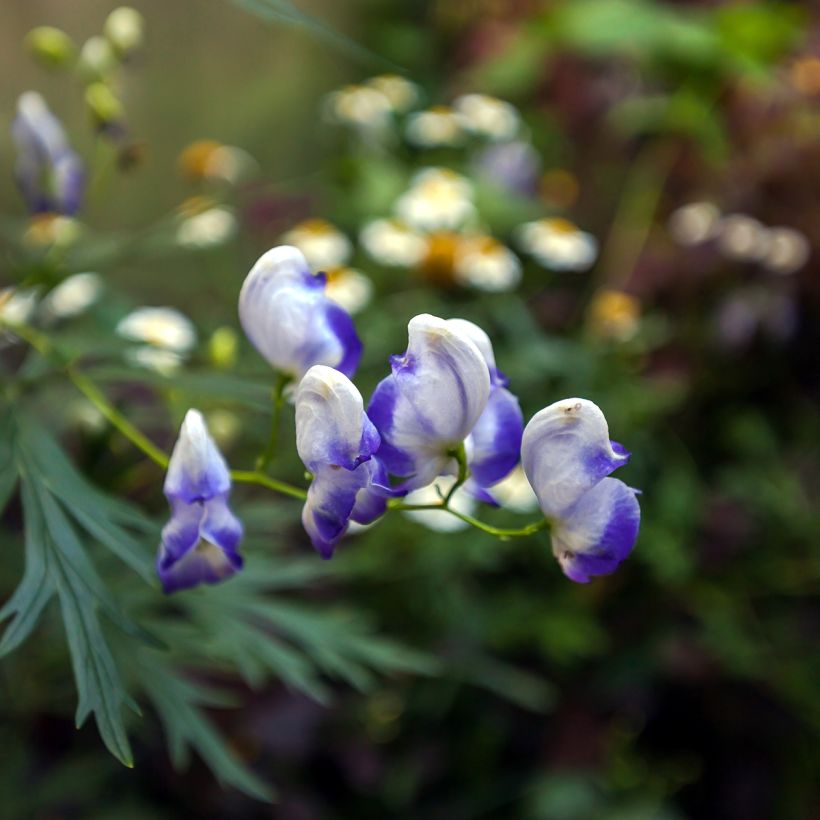Aconitum cammarum Bicolor - Garten-Eisenhut (Blüte)