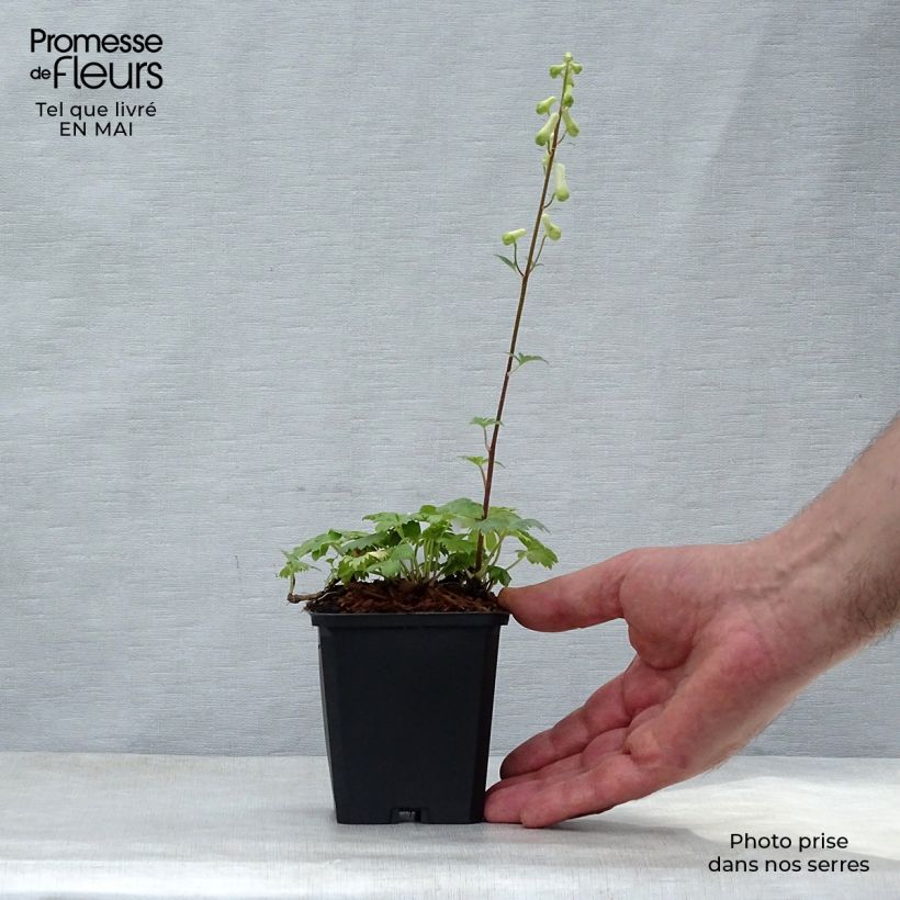 Exemplar von Aconitum septentrionale Ivorine - Nördlicher Eisenhut Kleine Töpfe von 8/9 cm wie im Frühjahr geliefert