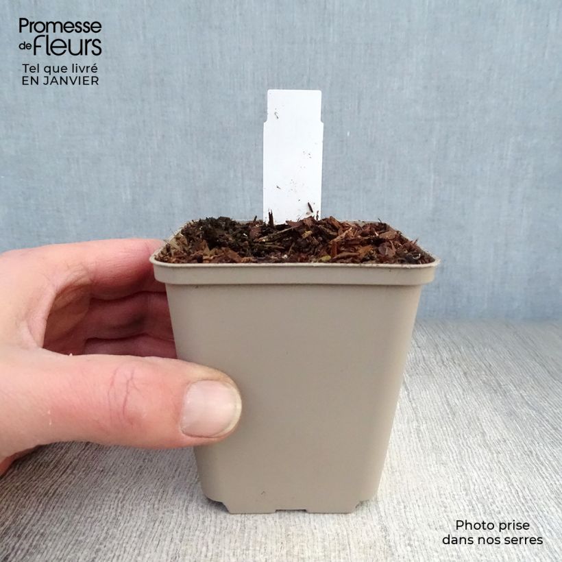 Exemplar von Aconitum septentrionale Ivorine - Nördlicher Eisenhut Kleine Töpfe von 8/9 cm wie im Winter geliefert