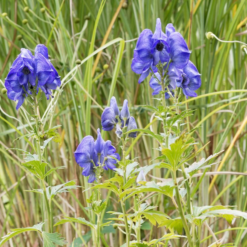 Aconitum fischeri - Chinesischer Eisenhut (Hafen)
