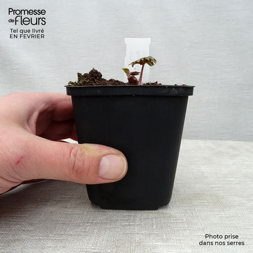 Exemplar von Aconitum carmichaelii Cloudy - Herbsteisenhut Kleine Töpfe von 8/9 cm wie im Winter geliefert