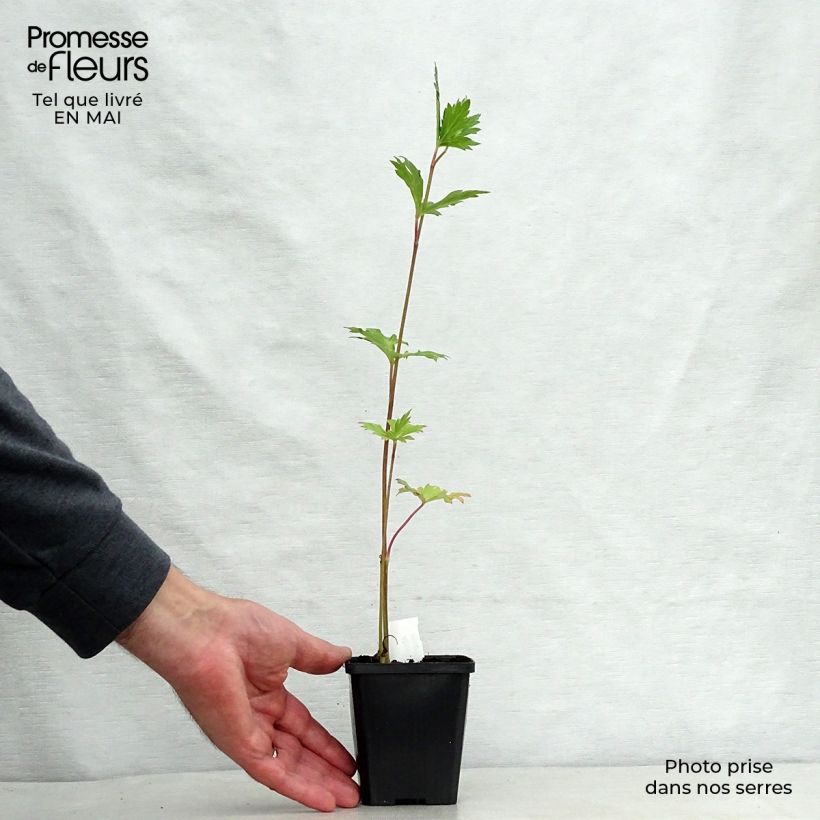 Exemplar von Aconitum carmichaelii Cloudy - Herbsteisenhut Kleine Töpfe von 8/9 cm wie im Frühjahr geliefert