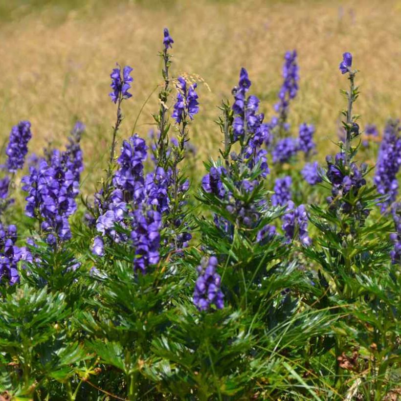 Aconitum napellus subsp. vulgare - Berg-Eisenhut (Hafen)