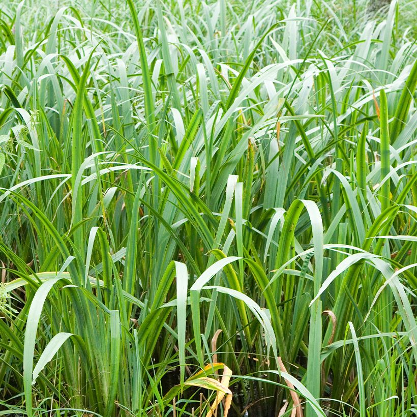 Acorus calamus - Kalmus (Laub)