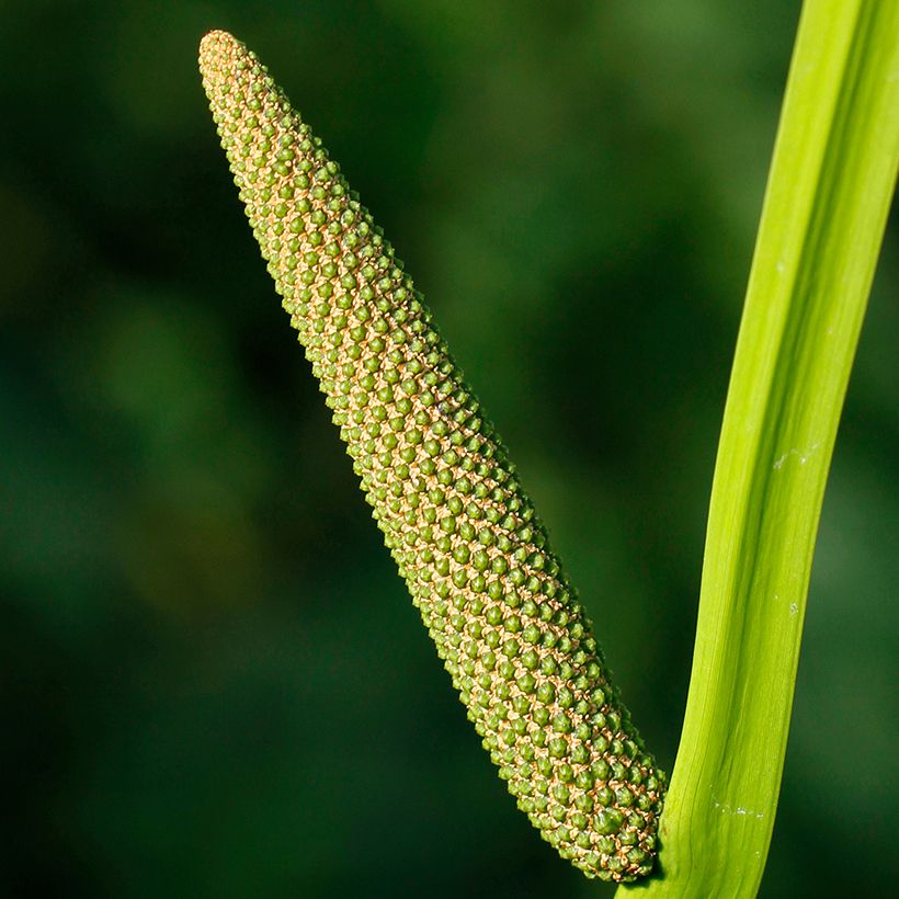Acorus calamus - Kalmus (Blüte)