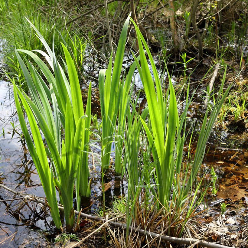 Acorus calamus - Kalmus (Hafen)
