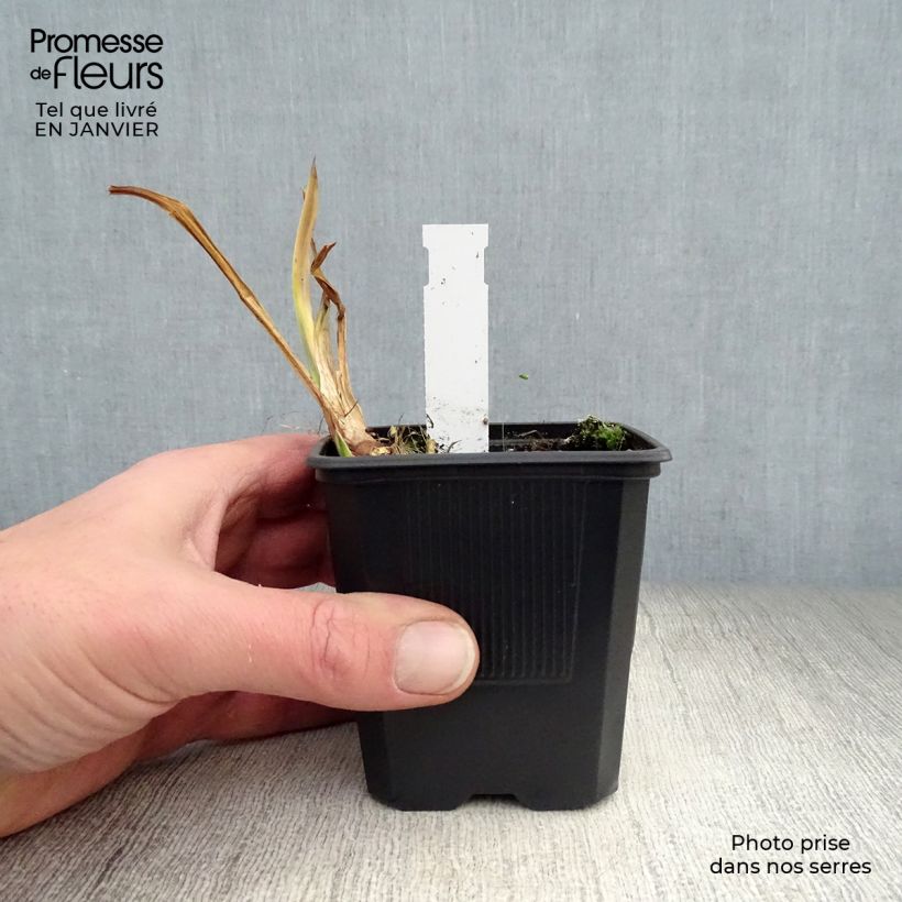 Exemplar von Acorus calamus Variegatus - Kalmus Kleine Töpfe von 8/9 cm wie im Winter geliefert