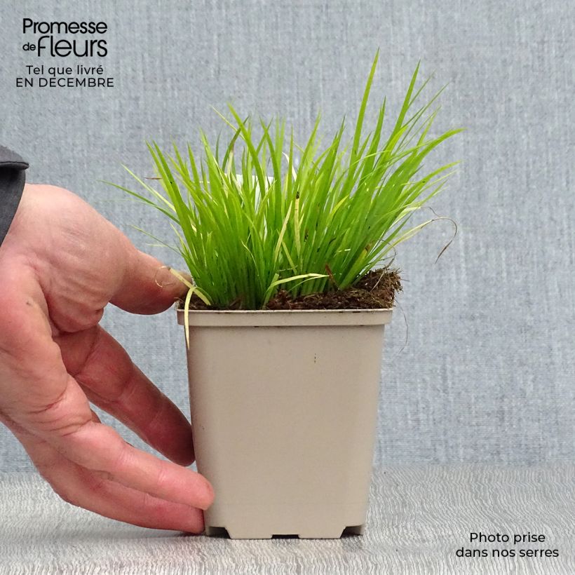 Exemplar von Acorus gramineus - Gras-Kalmus Kleine Töpfe von 8/9 cm wie im Winter geliefert