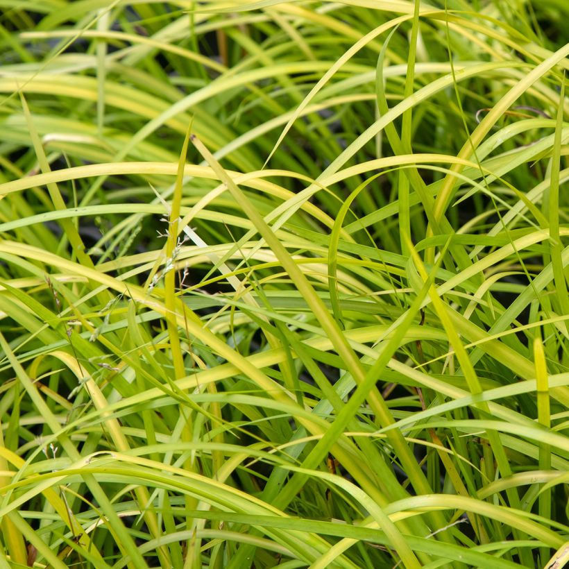 Acorus gramineus - Gras-Kalmus (Laub)