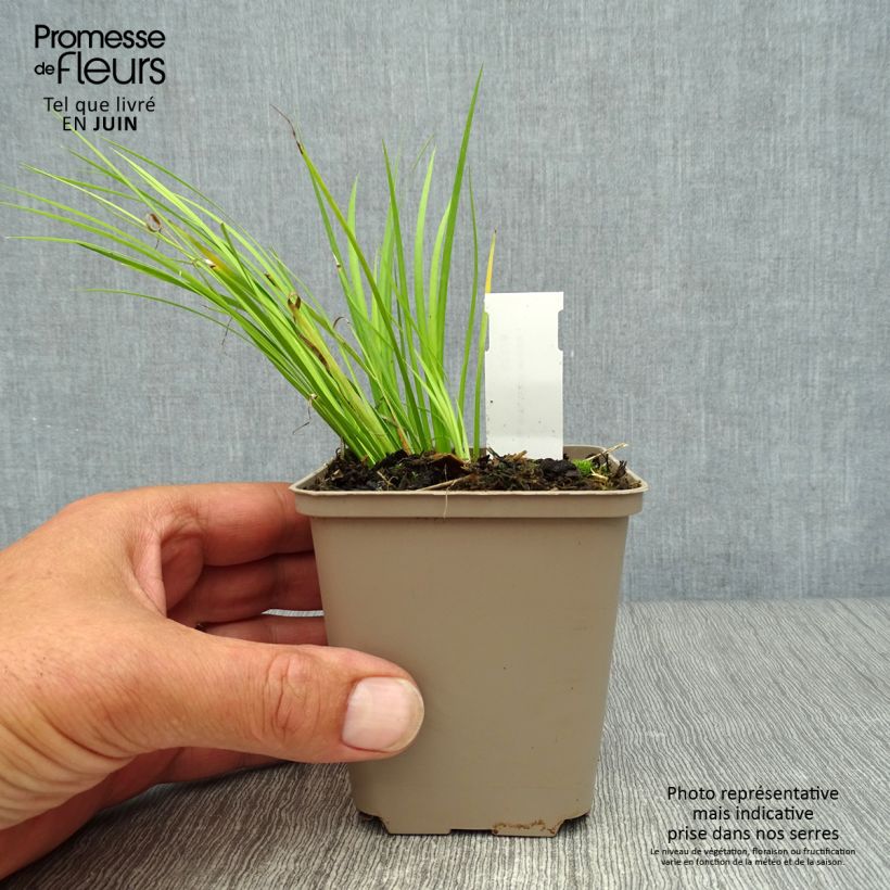 Exemplar von Acorus gramineus Hakuro Nishiki - Gras-Kalmus Kleine Töpfe von 8/9 cm wie im Sommer geliefert