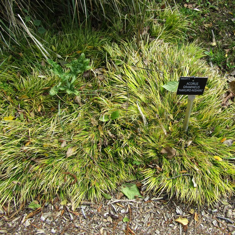Acorus gramineus Hakuro Nishiki - Gras-Kalmus (Hafen)