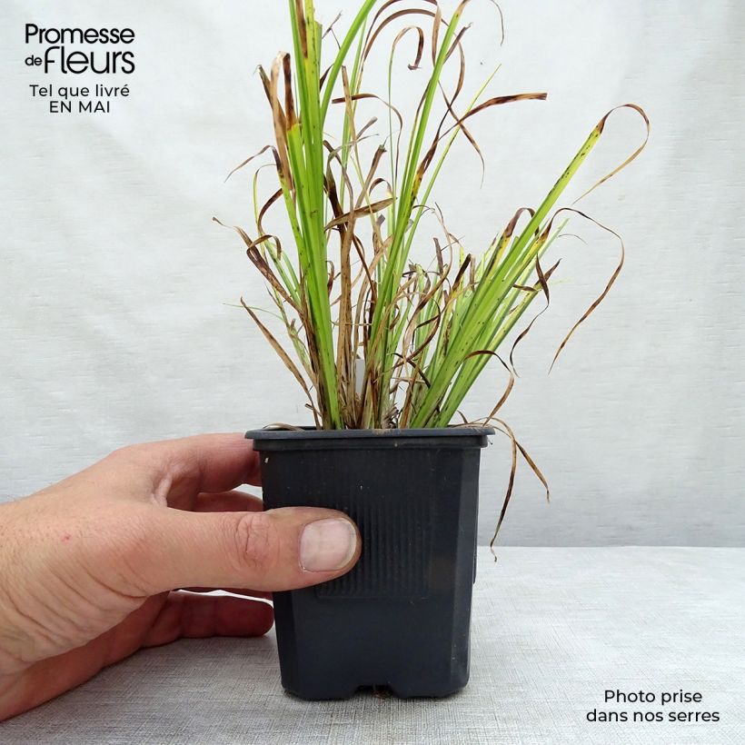 Exemplar von Acorus gramineus Ogon - Gras-Kalmus Kleine Töpfe von 8/9 cm wie im Frühjahr geliefert