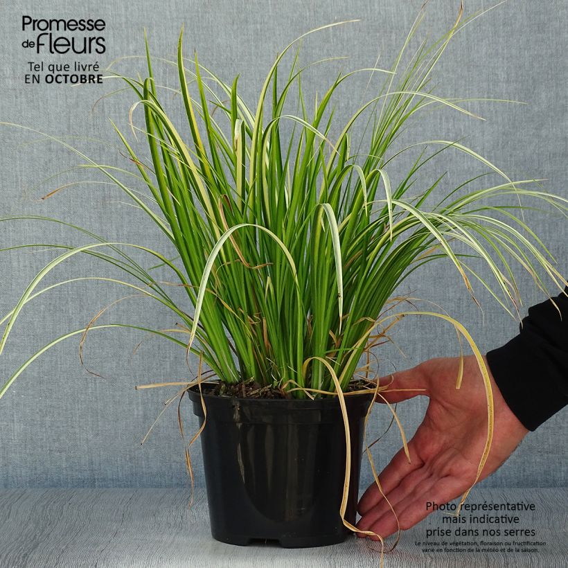 Exemplar von Acorus gramineus Ogon - Gras-Kalmus Topf mit 2L/3L wie im Herbst geliefert
