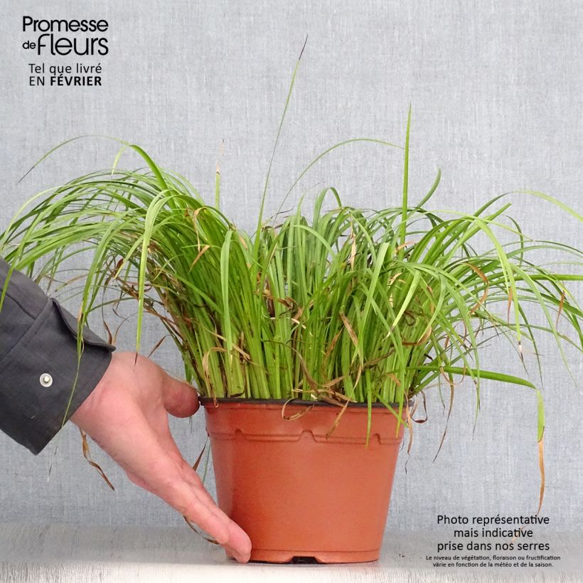 Exemplar von Acorus gramineus Ogon - Gras-Kalmus Topf mit 2L/3L wie im Winter geliefert