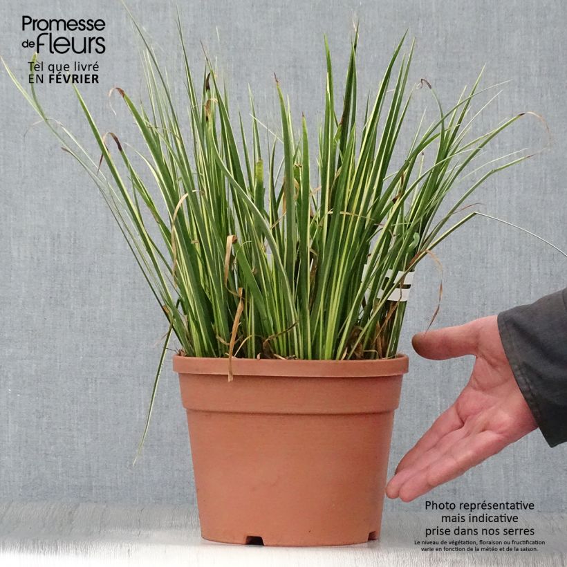 Exemplar von Acorus gramineus Variegatus - Gras-Kalmus Topf mit 2L/3L wie im Winter geliefert