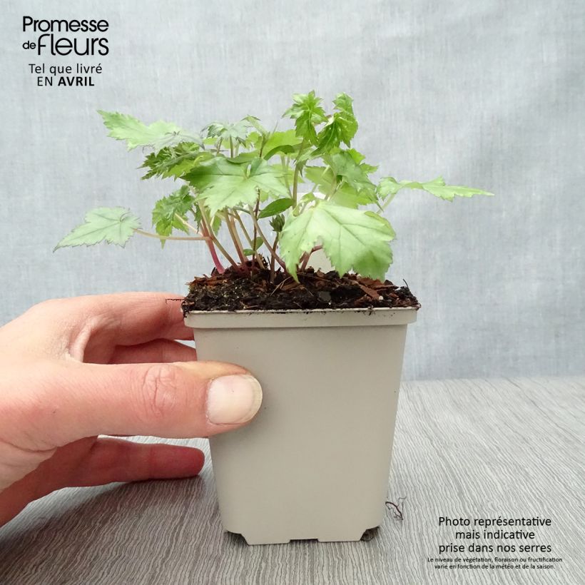 Exemplar von Actaea japonica Cheju-Do - Zwerg-Silberkerze Kleine Töpfe von 8/9 cm wie im Frühjahr geliefert