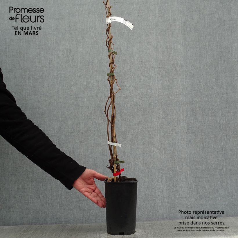 Exemplar von Actinidia deliciosa Montcap - Chinesischer Strahlengriffel Topf mit 2L/3L wie im Winter geliefert