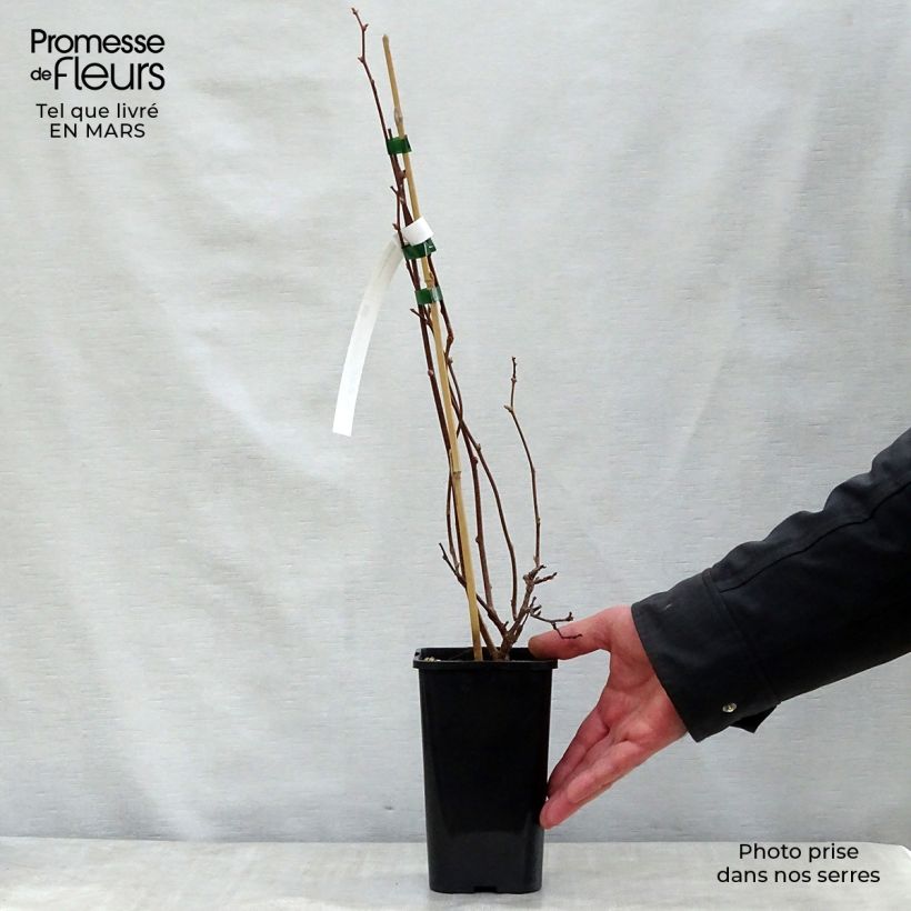 Exemplar von Actinidia kolomikta Adam - Buntblättrige Kiwi Topf mit 1,5L/2L wie im Frühjahr geliefert