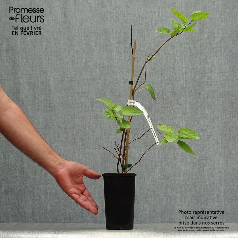 Exemplar von Actinidia kolomikta Eve - Buntblättrige Kiwi Topf mit 1,5L/2L wie im Herbst geliefert