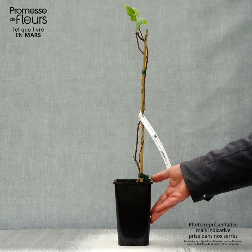 Exemplar von Actinidia kolomikta Eve - Buntblättrige Kiwi Topf mit 1,5L/2L wie im Frühjahr geliefert