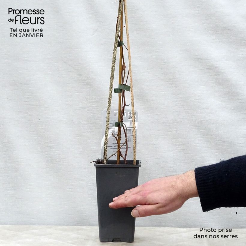 Exemplar von Actinidia kolomikta - Buntblättrige Kiwi Topf mit 2L/3L wie im Winter geliefert