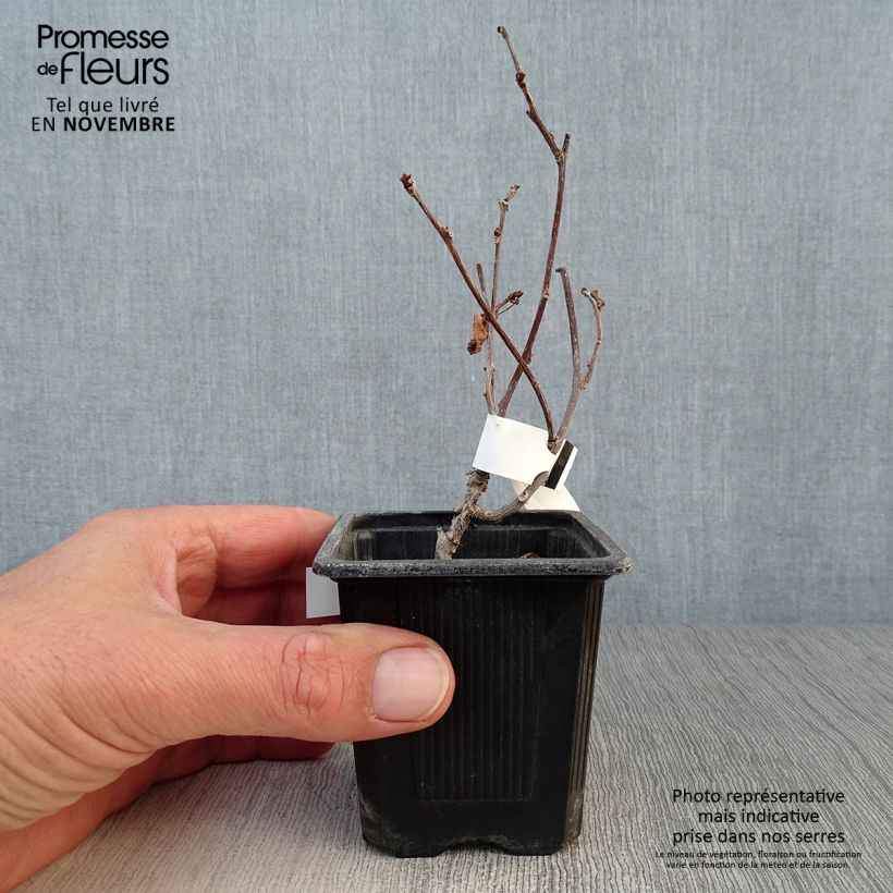 Exemplar von Actinidia kolomikta - Buntblättrige Kiwi Kleine Töpfe von 8/9 cm wie im Herbst geliefert