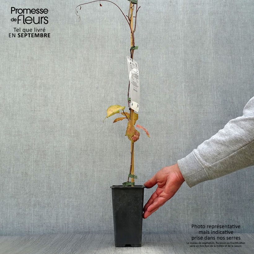 Exemplar von Actinidia kolomikta - Buntblättrige Kiwi Topf mit 2L/3L wie im Herbst geliefert