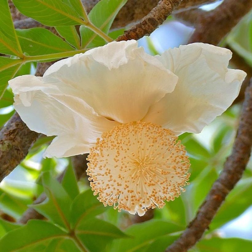 Adansonia digitata - Affenbrotbaum (Blüte)