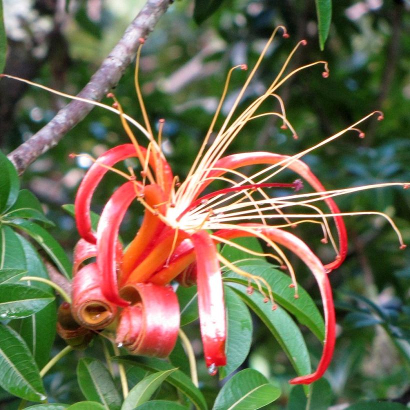 Adansonia madagascariensis - Affenbrotbaum auf Madagaskar (Blüte)