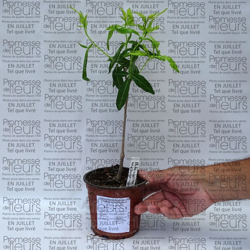 Exemplar von Adansonia madagascariensis - Affenbrotbaum auf Madagaskar Topf 12 cm / 13 cm wie im Sommer geliefert