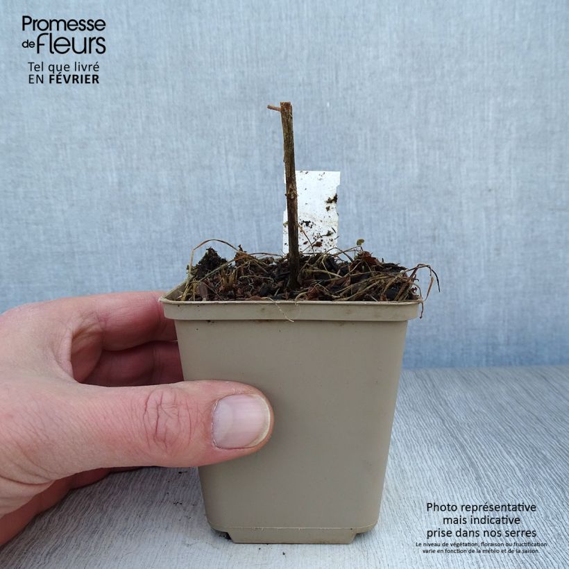 Exemplar von Adenophora confusa Fairy Bells Gaudi Violet - Becherglocke Kleine Töpfe von 8/9 cm wie im Winter geliefert