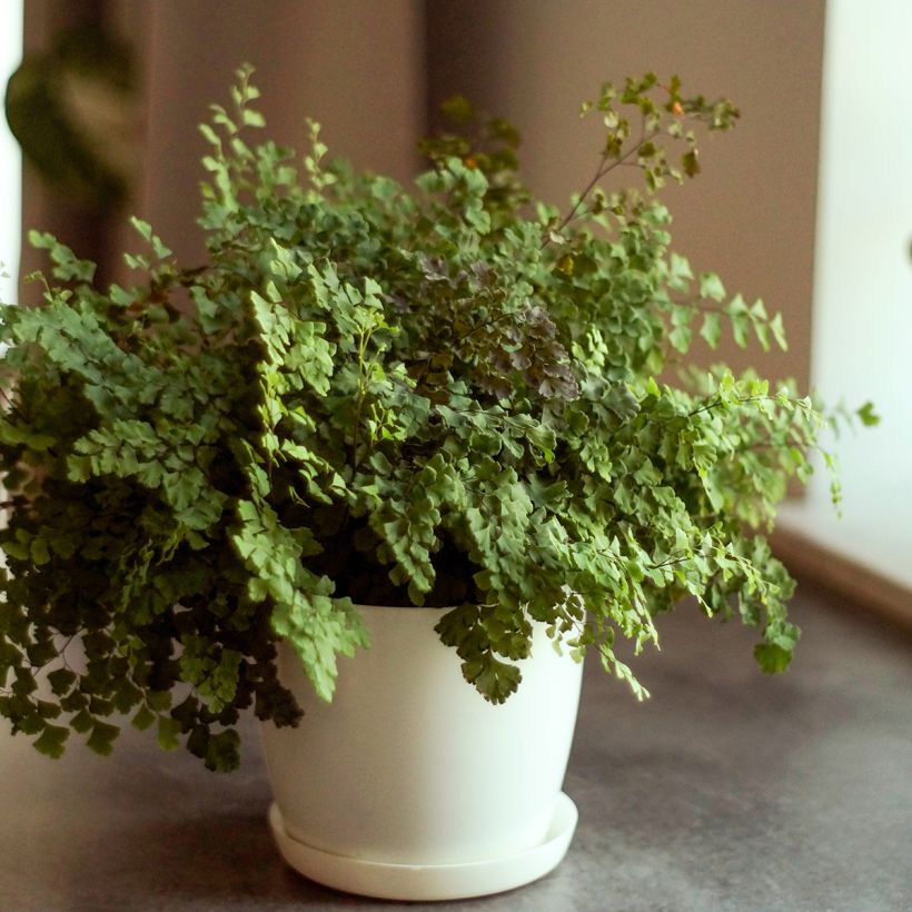 Adiantum Fritz Lüthi - Zwerg-Pfauenradfarn (Wuchs)