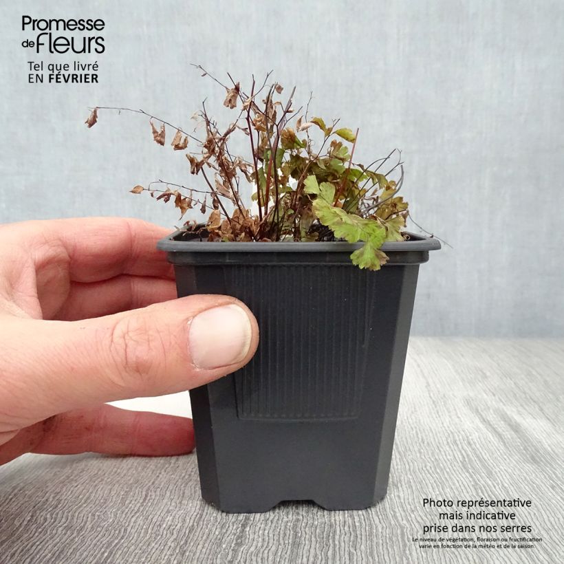 Exemplar von Adiantum pedatum - Hufeisenfarn Kleine Töpfe von 8/9 cm wie im Winter geliefert