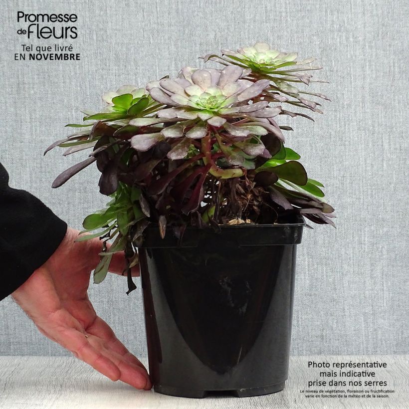 Exemplar von Aeonium arboreum Garnet Topf mit 3L/4L wie im Herbst geliefert